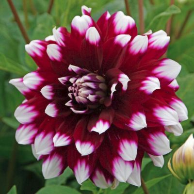 Георгина Мистери Дей Георгина Мистери Дей - Dolina-Sad.Ru