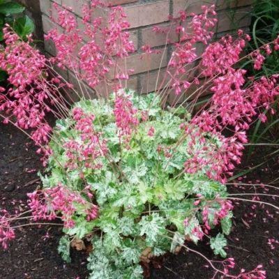 Гейхера Сноу Энджел Гейхера Сноу Энджел - Dolina-Sad.Ru