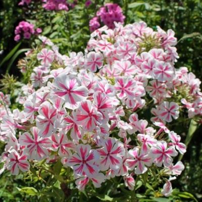 Флокс метельчатый Твистер Флокс метельчатый Твистер - Dolina-Sad.Ru