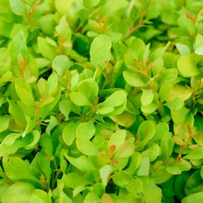 Барбарис Тунберга Лайм Стар Барбарис Тунберга Лайм Стар - Dolina-Sad.Ru