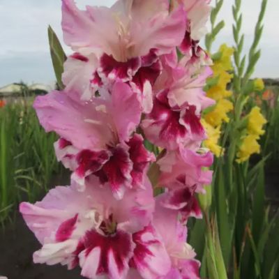 Гладиолус Дрими Крими Гладиолус Дрими Крими - Dolina-Sad.Ru