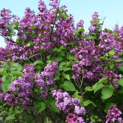 Сирень обыкновенная Аметист, С2 - Dolina-Sad.Ru