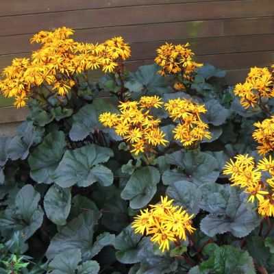 Бузульник Брит Мари Кроуфорд Бузульник Брит Мари Кроуфорд - Dolina-Sad.Ru