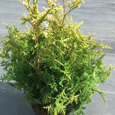 Туя западная Голден Тип, С3 - Dolina-Sad.Ru