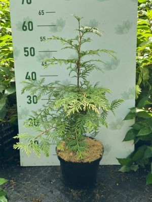 Туя западная Голден Тип, С3 - Dolina-Sad.Ru