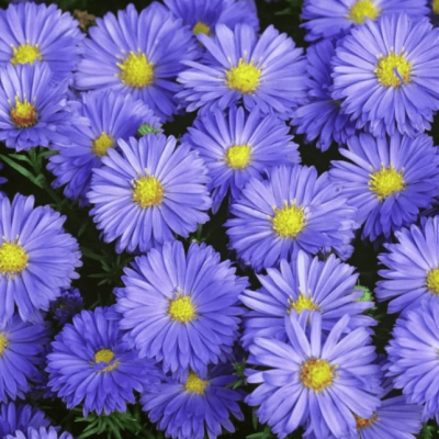Астра кустарниковая Блю Лапис фото