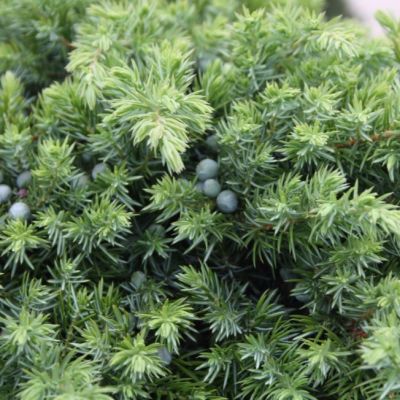 Можжевельник прибрежный Шлягер Можжевельник прибрежный Шлягер фото