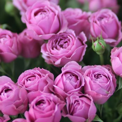 Роза Мисти Баблс Роза Мисти Баблс - Dolina-Sad.Ru