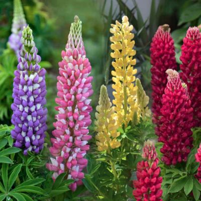 Люпин Микс Люпин Микс - Dolina-Sad.Ru