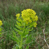 Молочай болотный - Dolina-Sad.Ru