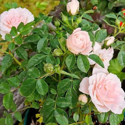 Роза Невеста Роза Невеста - Dolina-Sad.Ru