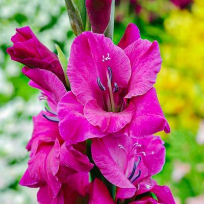 Гладиолус Фиделио Гладиолус Фиделио - Dolina-Sad.Ru