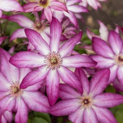 Клематис Тае - Dolina-Sad.Ru