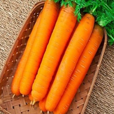Морковь Самсон (лента) Морковь Самсон (лента) фото