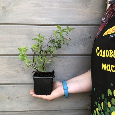 Спирея японская Криспа Спирея японская Криспа фото