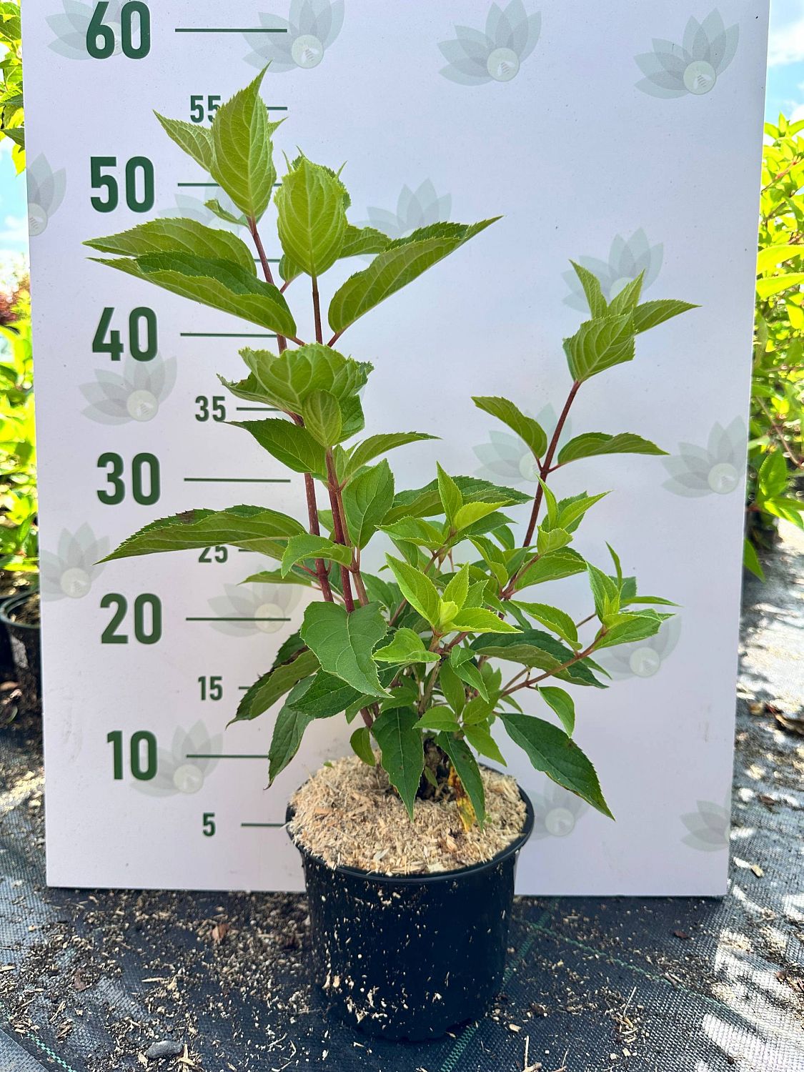 Гортензия метельчатая Сандей Фрайз, С1,5 - Dolina-Sad.Ru