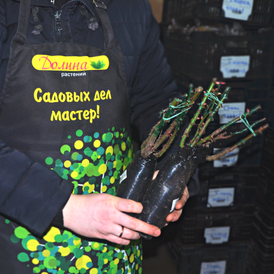 Роза Анна Пурна Роза Анна Пурна фото