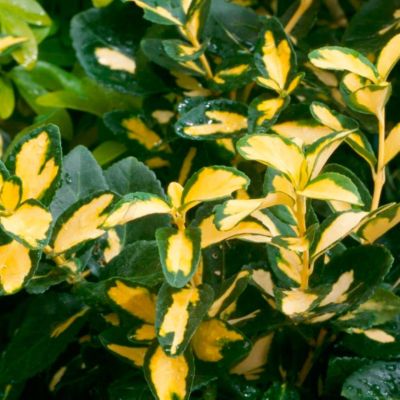 Бересклет Форчуна Блонди Бересклет Форчуна Блонди - Dolina-Sad.Ru