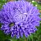 Астра пионовидная Синяя башня Астра пионовидная Синяя башня фото