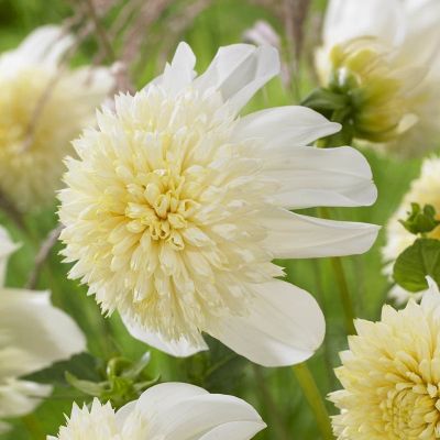 Георгина Платинум Блонд Георгина Платинум Блонд фото