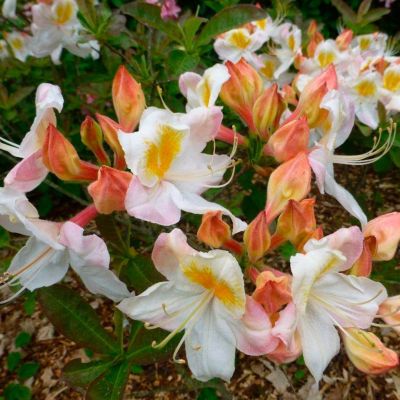 Рододендрон Сильвер Слиппер Рододендрон Сильвер Слиппер - Dolina-Sad.Ru