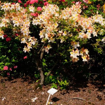 Рододендрон Сильвер Слиппер Рододендрон Сильвер Слиппер - Dolina-Sad.Ru