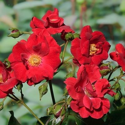 Роза Матадор - Dolina-Sad.Ru